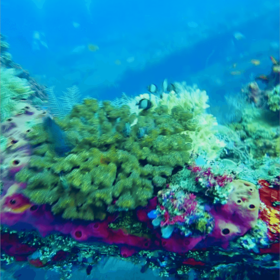 Marine Life in Coron’s Coral Reefs